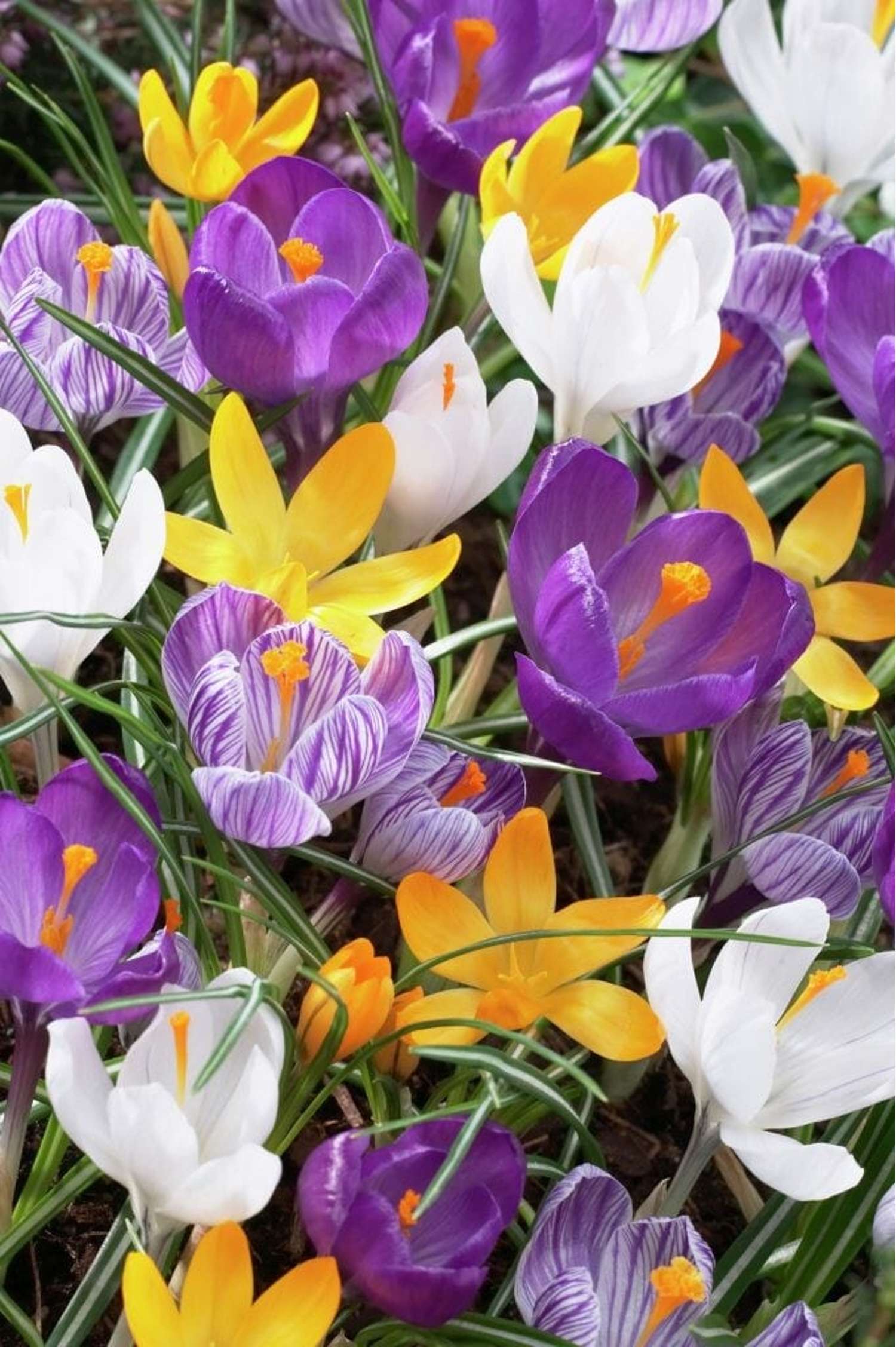 Mélange de crocus 'Favorites'